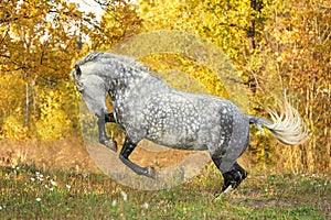 Free horse playing in the autumn background