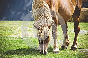 Free horse of the Pyrenees