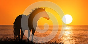 Free horse at sunset