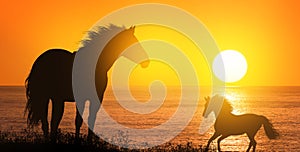 Free horses at sunset photo