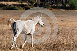 Free horses gallop on a ranch in the forest grassland in Bulgaria pure breed beautiful nature
