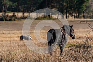 Free horses gallop on a ranch in the forest grassland in Bulgaria pure breed beautiful nature