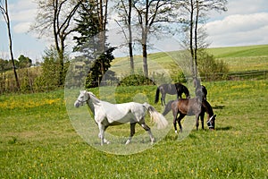 Free horses grazing in meadow