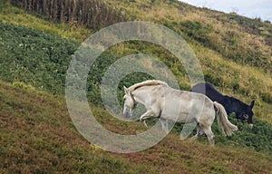 Free horses on mountain prairie photo