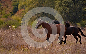 Free horses running through the meadow near the forest in the middle of summer