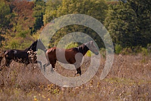 Free horses running through the meadow near the forest in the middle of summer