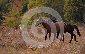 Free horses running through the meadow near the forest in the middle of summer