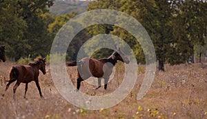 Free horses running through the meadow near the forest in the middle of summer