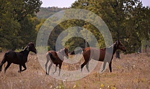 Free horses running through the meadow near the forest in the middle of summer