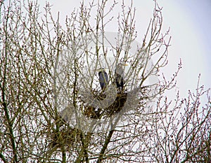 Free hurons in a rookery in Montana in early spring