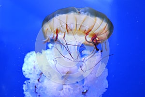 Free jellyfish in solitude. photo