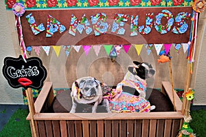 Free kiss in the stall of the graceful pug and the French bulldog in a colorful redneck dress and bow on the head