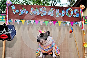 In the free kissing booth a bulldog in a colorful dress