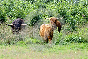 Free-living herd of black Scottish Highland bull with brown cow and brown calf