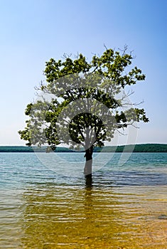 A free living tree in the lake near Istanbul.