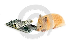 Free money is only in a mousetrap