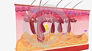 A free nerve ending is an unencapsulated dendrite of a sensory neuron