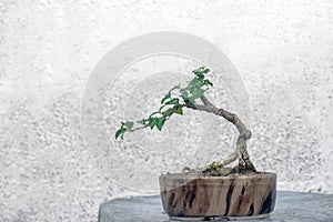 Free orm Dwarf cherry inprocess for bonsai