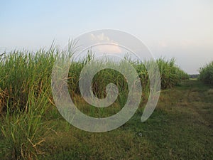 Free photo in sugar cane plantation forest for sugar production