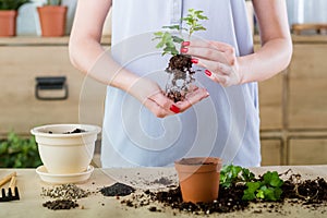 Free planting repotting service plant shopping
