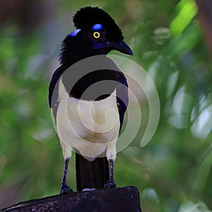 Free Plush-crested Jay in nature.