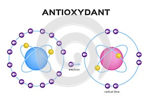 Free radical and Antioxidant . Antioxidant donates electron to Free radical . infographic photo