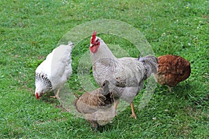 Free-rance hens and rooster on grass.