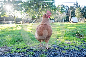 Free range backyard chicken on a small farm in Northland, New Zealand, NZ photo