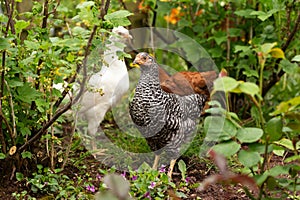 free range Backyard Chicken Speckledy, Blue emerald and columbiam blacktail breeds in the garden under tree