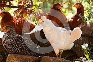 free range Backyard Chicken Speckledy, Blue emerald and columbiam blacktail breeds in the garden under tree