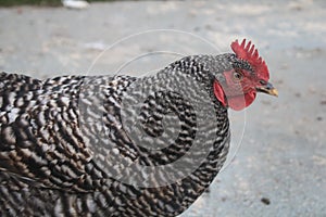 Free range barred rock chicken