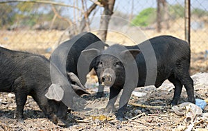 Free range black piglets scavenging photo