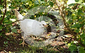 free range Blue emerald breed chicken in the garden under tree