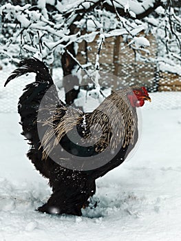 Free range brahma in winter