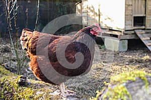 Free range brown chicken