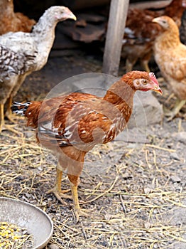 Free - range brown hen.