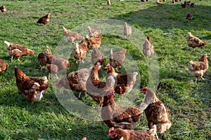 Free range brown hens of sustainable farm in chicken garden.