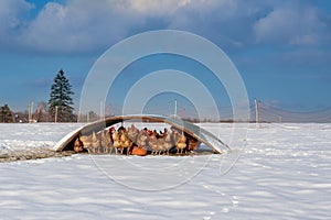 Free range brown hens of sustainable farm under protective shelter on snowy ground. photo