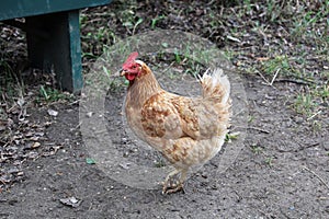 A free range brown and white chicken stratching dirt