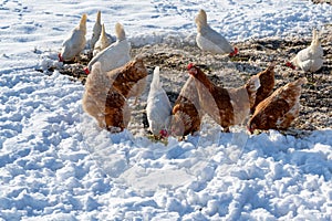Free range brown and white hens of sustainable farm on snowy ground.