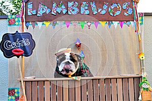 Free-range bulldog in a free licking stall licking his lips