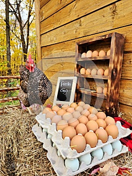 Free-range cage-free chicken farm fresh eggs for sale. Farmstand Countryside decor. All-natural food.