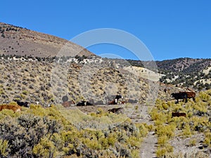 Free range cattle herd grazing in the brush along a Nevada highway