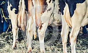 Free Range Cattle Udders Full of Organic Milk - Retro