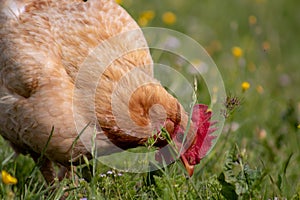 Free range chichen, happily roaming and pecking in a field. Farm life, italian country house
