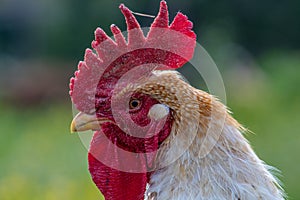 Free range chicken, happily roaming and pecking in a field. Farm life, italian country house