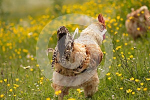 Free range chichen, happily roaming and pecking in a field. Farm life, italian country house. rear view