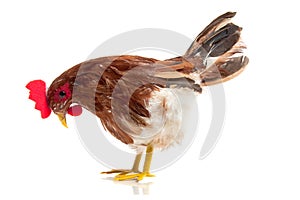 A free-range chicken