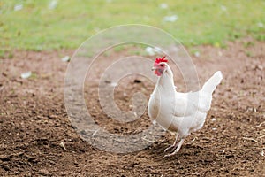 Free Range Chicken