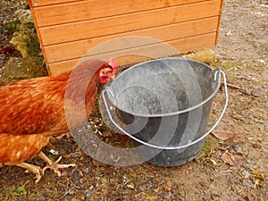 Free range chicken